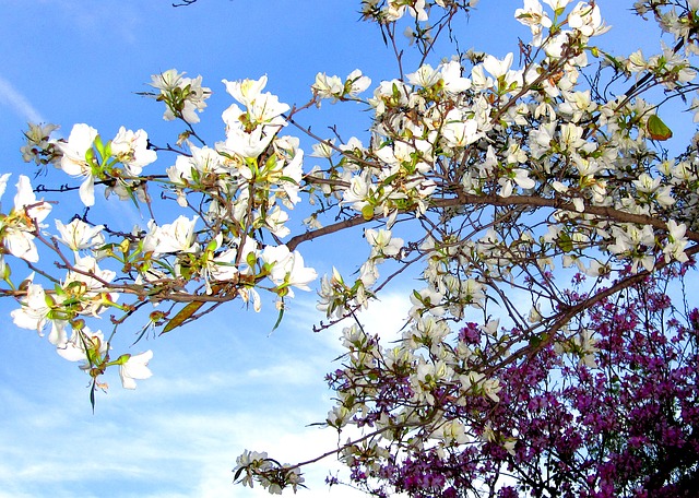 Estimación del coste de producción/recuperación de las diferentes especies de flora y fauna. PDR CV 2014-2020 Estimación del coste de producción/recuperación de las diferentes especies de flora y fauna. PDR CV 2014-2020
