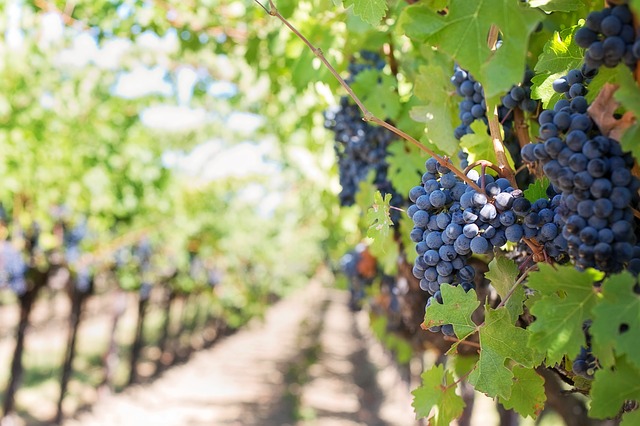 Technical assistance to determine unit costs to be paid to wine producers for vineyard restructuring operations