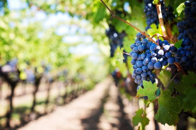 Technical assistance to estimate the amount of aid needed to cover the cost of green harvesting Technical assistance to estimate the amount of aid needed to cover the cost of green harvesting