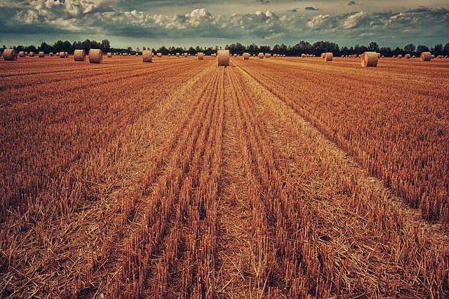The Agri-Food Sector in the Spanish region of Castile and León The Agri-Food Sector in the Spanish region of Castile and León